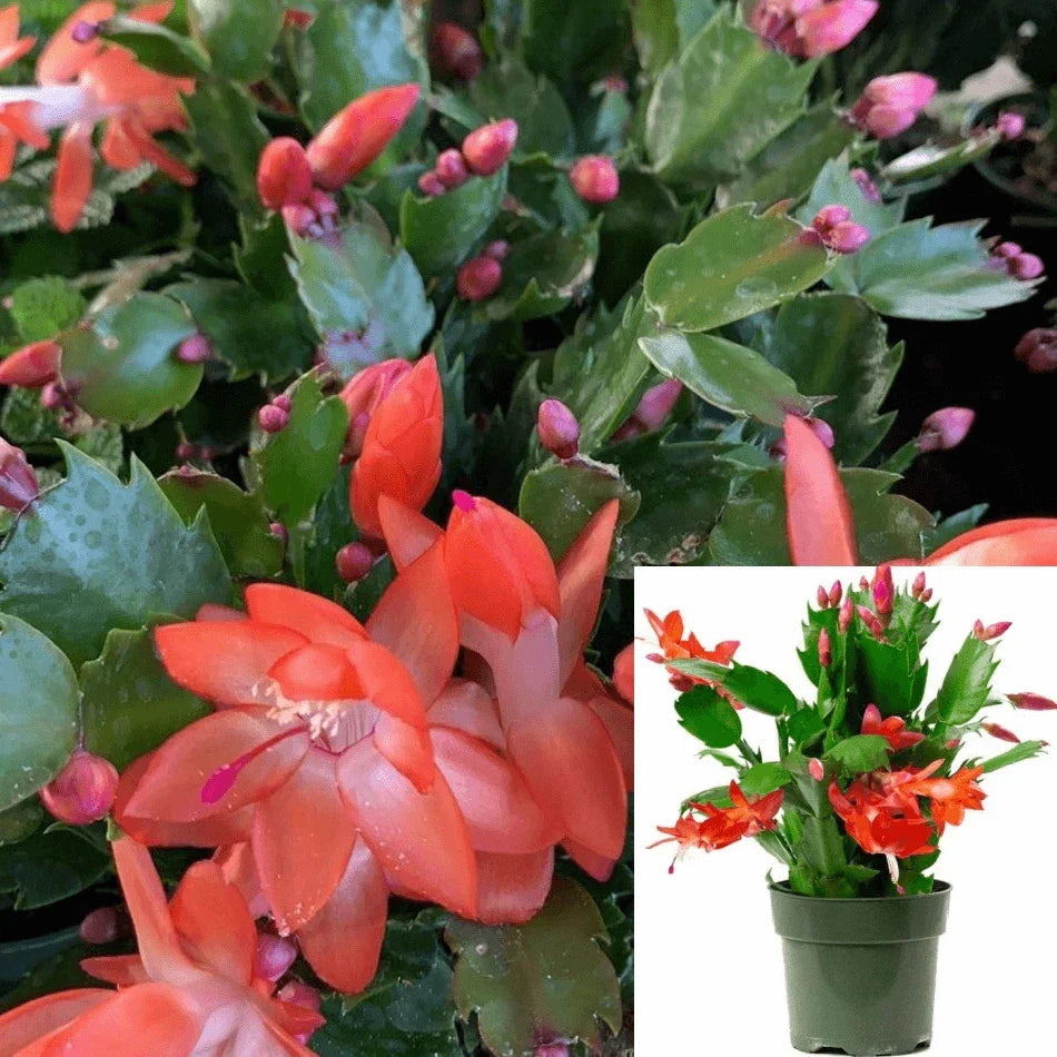 Christmas Cactus 4In Pot Orange Red Live Plant Schlumbergera Bridgesii Indoor Succulent Decor