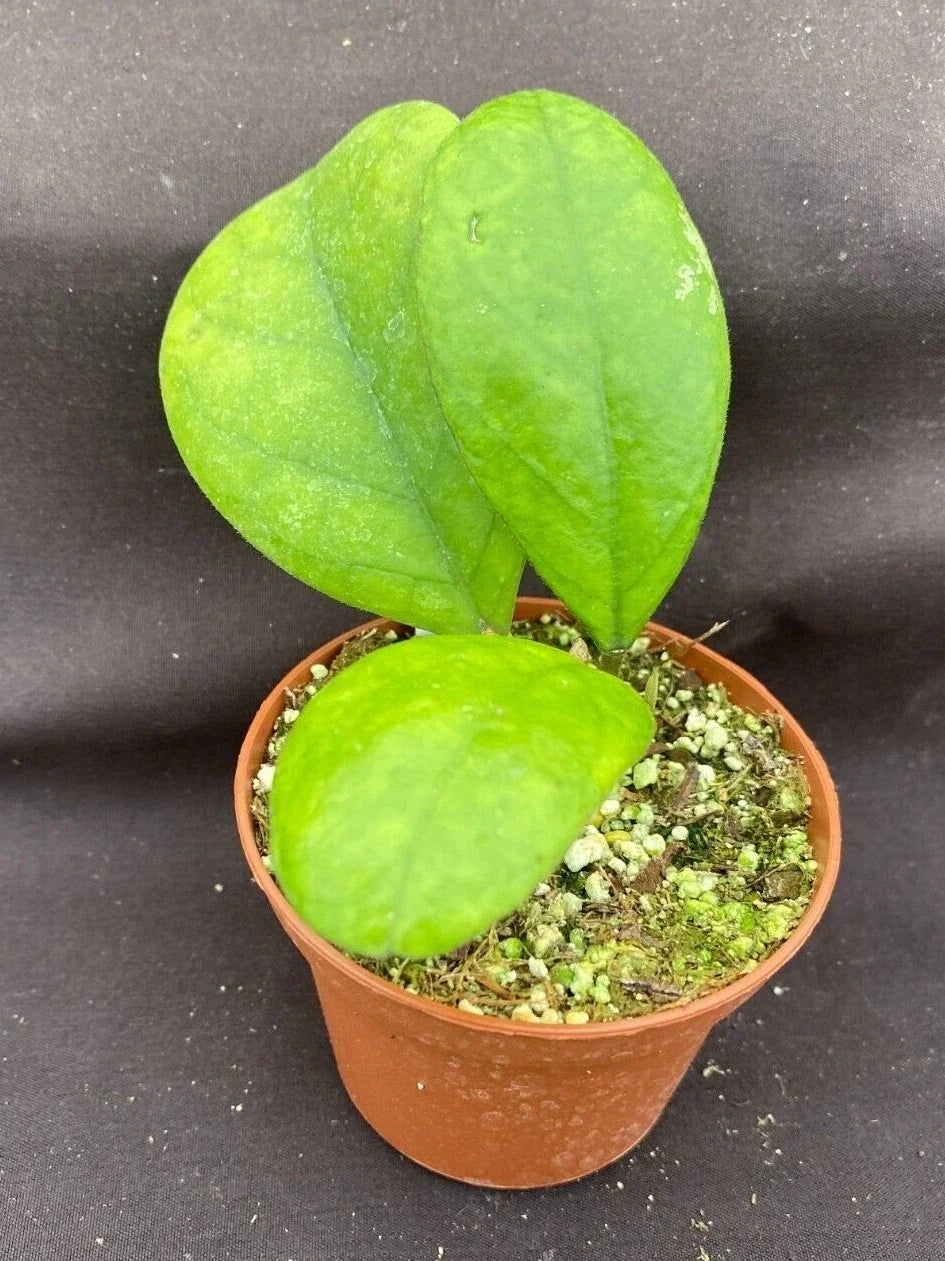 Rare Hoya sp. RB-Dick EPC 196 Rooted Plant 2.5" Pot - Unique Indoor Plant with Waxy Leaves for Home Decor