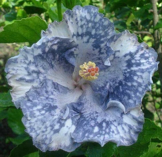 Silver White Hibiscus Seeds - 20 Perennial Flower Seeds - Hibiscus rosa-sinensis - US Seller, Easy to Grow, Attracts Pollinators