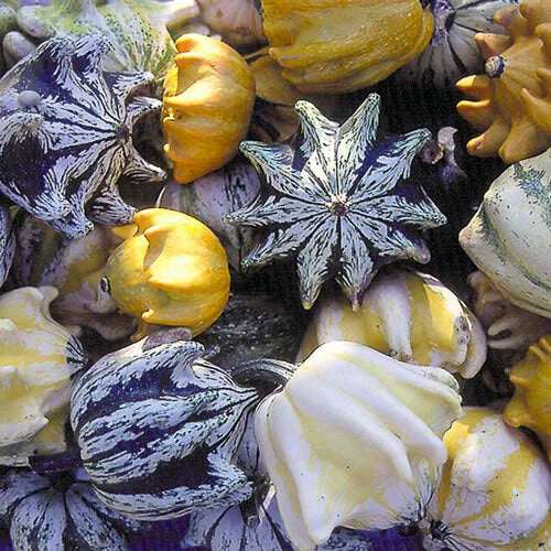 Ten Commandments Gourd Seeds - 40+ Fresh Seeds - Unique Decorative Gourd Variety (Lagenaria siceraria)