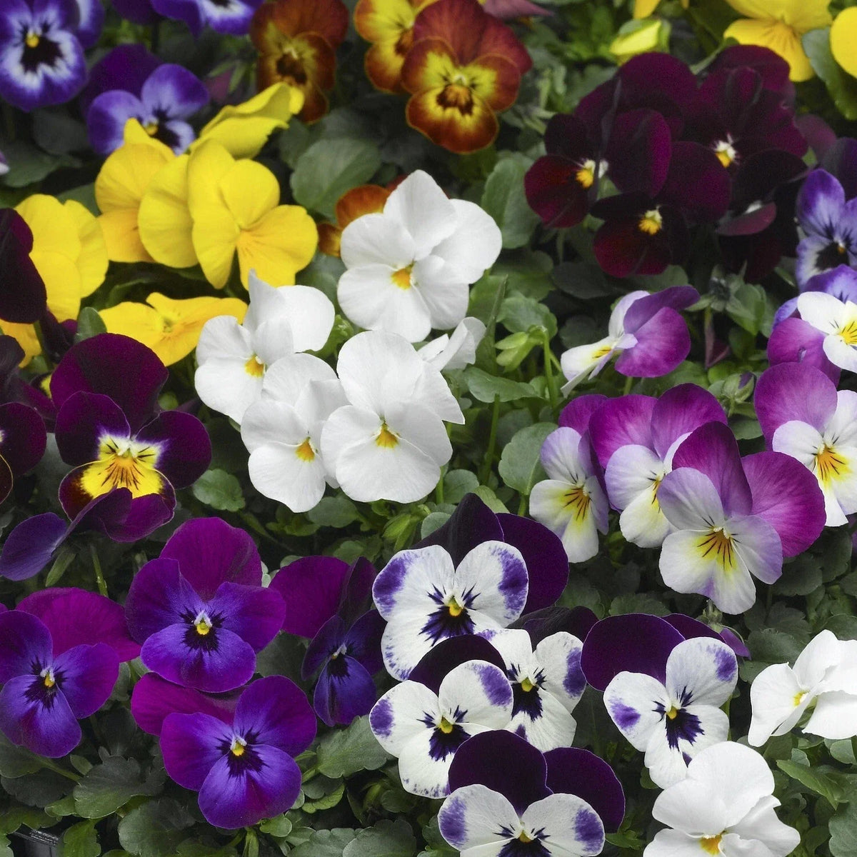 Viola Seeds - 50 Count Scented Viola Deltini Mix - Colorful Flowering Plants for Garden - Viola tricolor