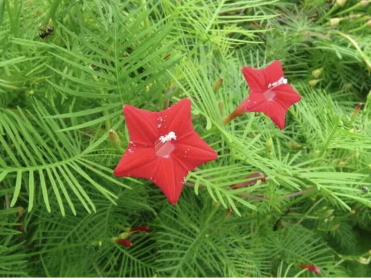 Red Velvet Cypress Vine Seeds - 50 Pack, Ipomoea Quamoclit Toc Tien, Hummingbird Attractant, Climbing Flower Seeds
