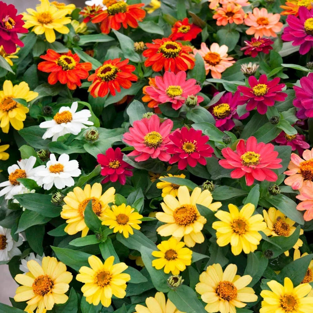 Zinnia Seeds - 100+ Profusion Mix - Colorful Annual Flowers - Zinnia elegans - USA - Attracts Pollinators