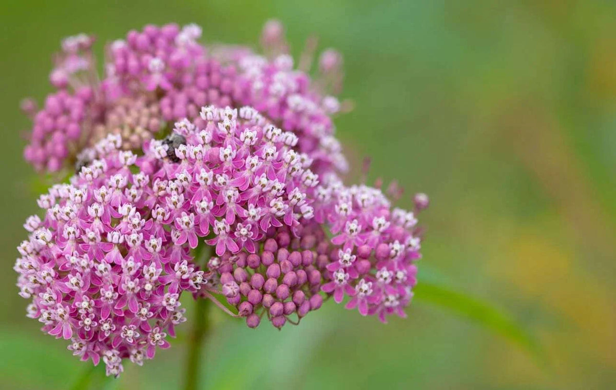 Swamp Milkweed Seeds - Easy Grow Rose Milkweed - Asclepias Incarnata - Native Pollinator Friendly Garden Seeds