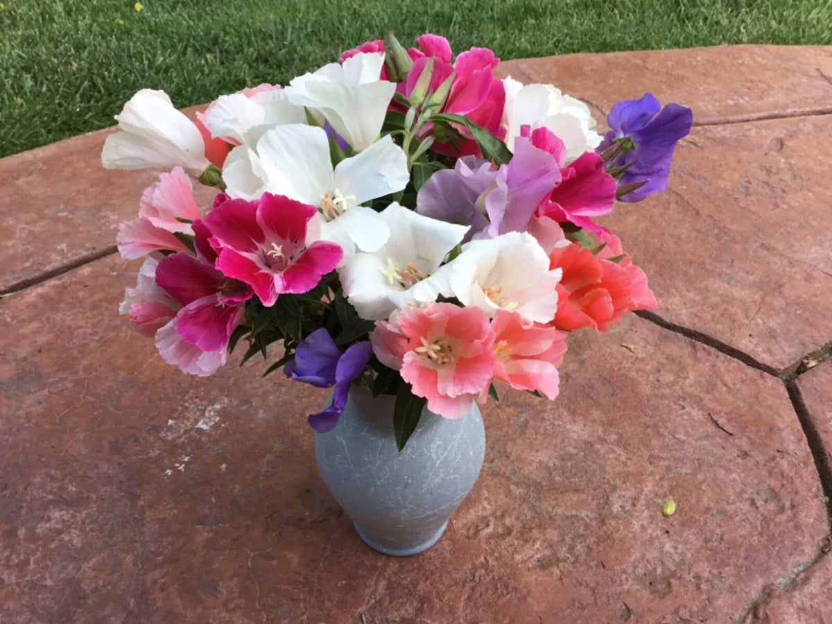 Clarkia Seeds - 100 Count Farewell to Spring Mix - Colorful Wildflower Blend - Clarkia amoena for Gardens