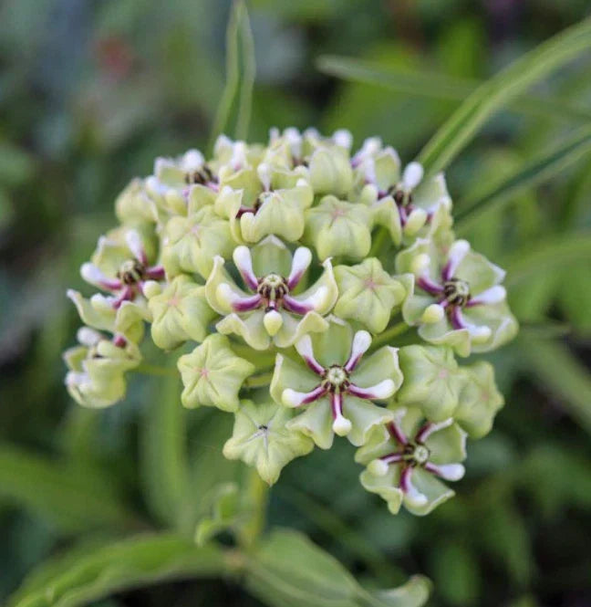 Milkweed Seeds - 30 Non-GMO Monarch Butterfly Host Plant - Asclepias tuberosa - Texas Variety - Attracts Butterflies