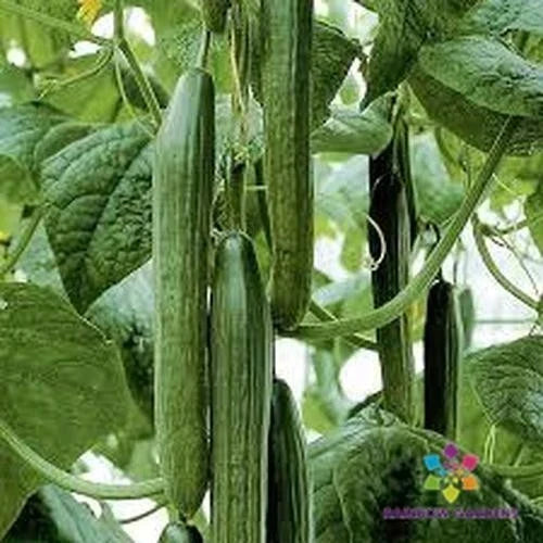 Tyria Cucumber Seeds | 25+ Seeds | Non-GMO Heirloom | Cucumis sativus | Perfect for Home Garden & Small Spaces