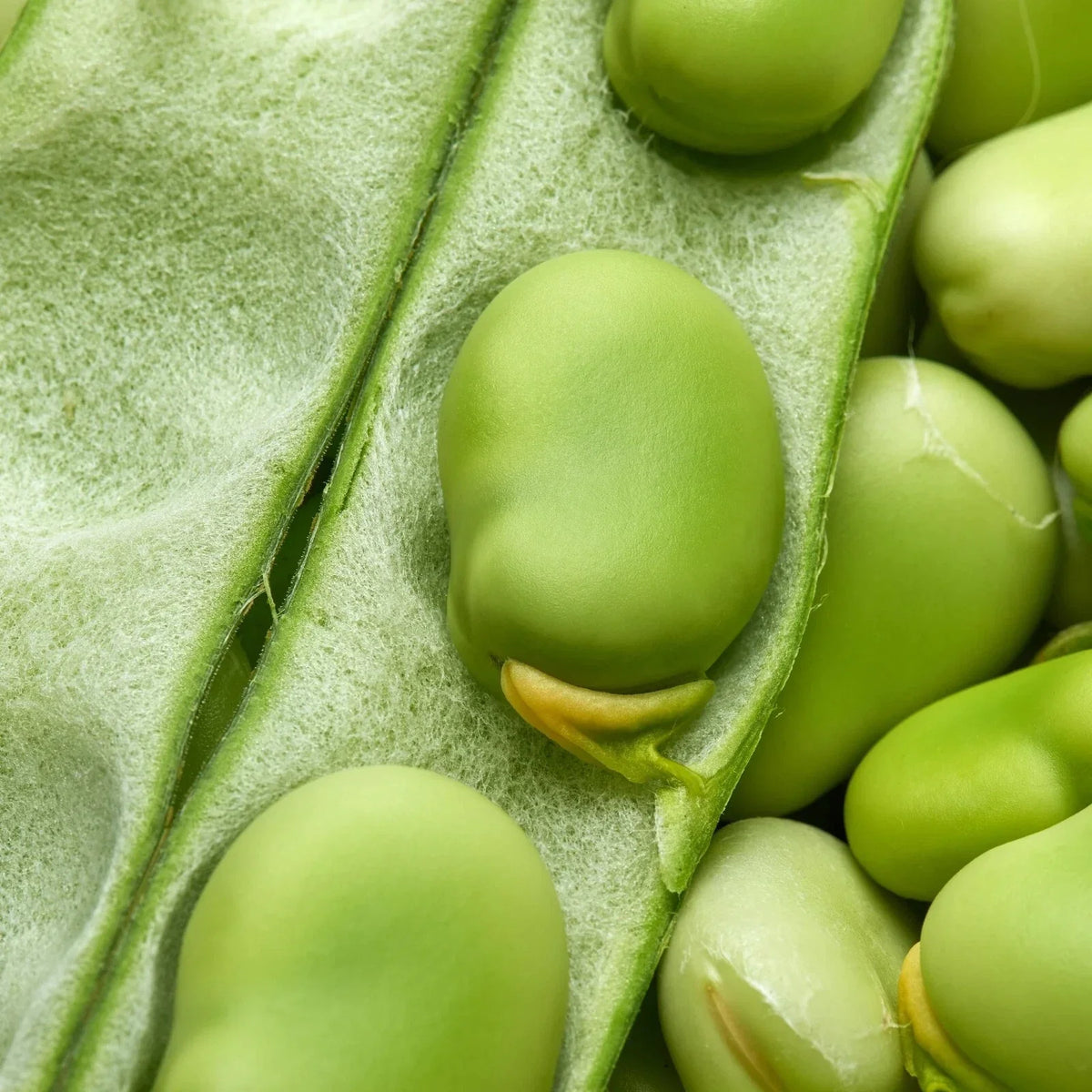 Broad Windsor Fava Bean Seeds - 25+ Non-GMO Cover Crop Seeds - Vicia faba - Nutrient-Rich Soil Enhancer for Home Gardens