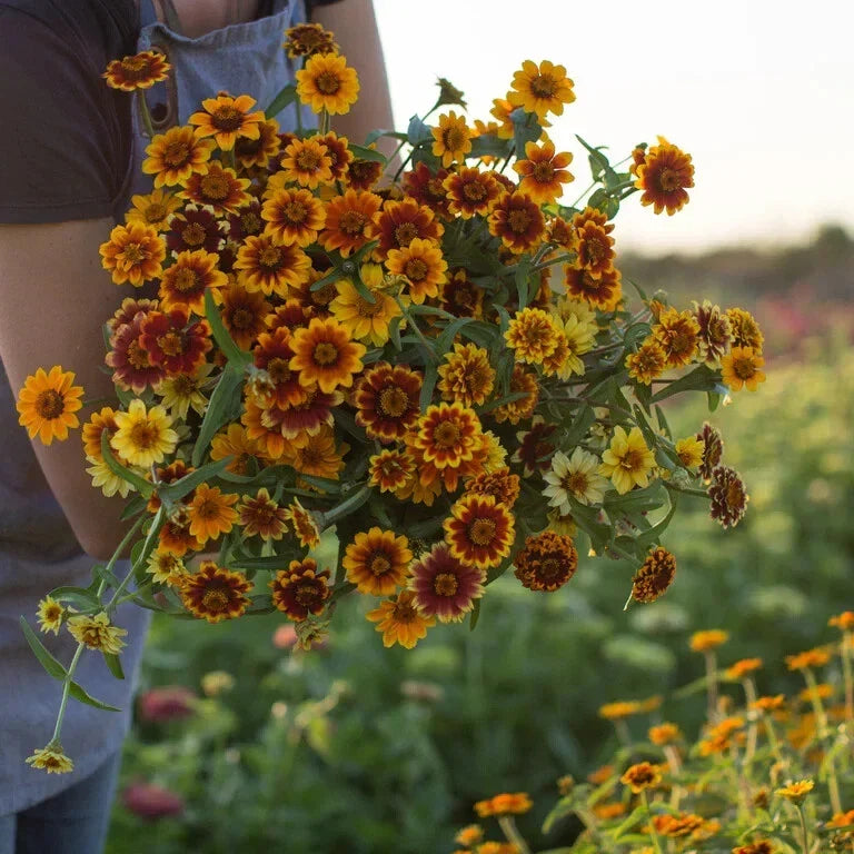 Persian Carpet Zinnia Mix Seeds - 200 Organic Seeds - Colorful Annual Flowers - Zinnia elegans - USA Grown, Non-GMO