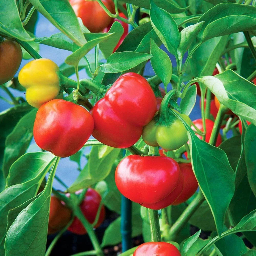 Pimento Red Pepper Seeds 500 Count - Capsicum annuum - Sweet Flavor, Vibrant Red Color for Home Gardens