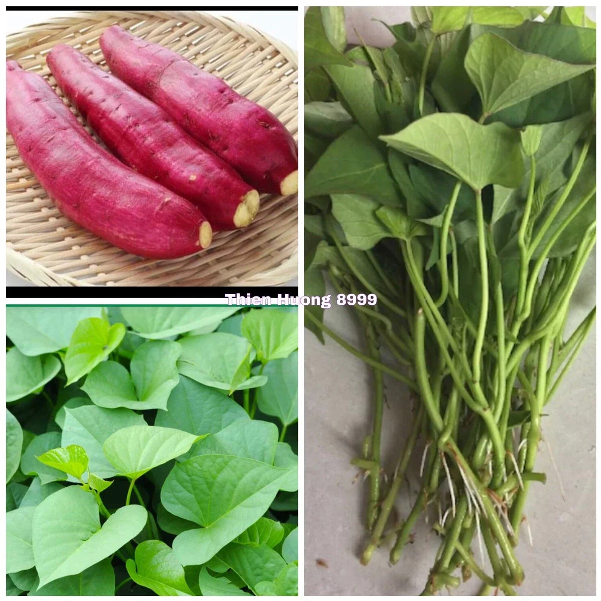 Red Japanese Sweet Potato Slips - 10 Organic Cuttings - Ipomoea batatas - High Yield & Easy to Grow