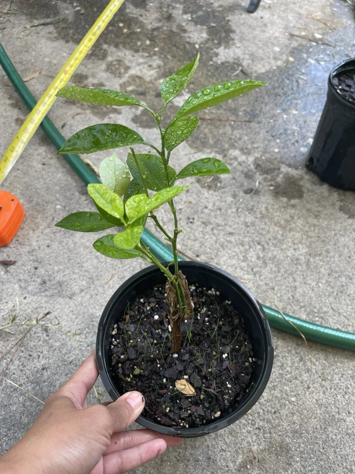 Calamansi Live Plant in Pot #3 - Asian Calamansi Citrus Microcarpa - Tangy Citrus for Container Gardening and Indoor Spaces