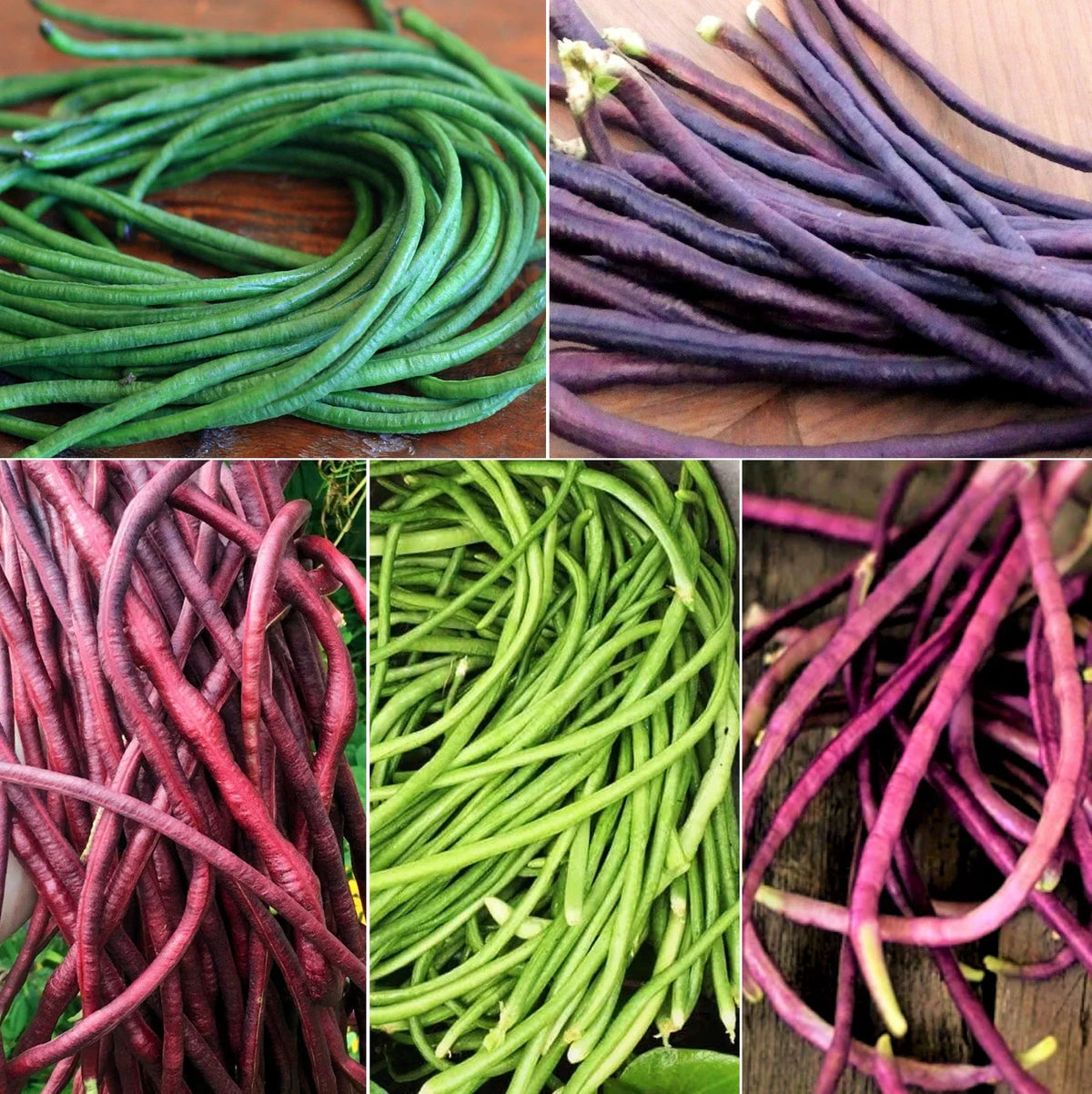 Yard Long Bean Seeds - 5 Color Mix - Vigna unguiculata subsp. sesquipedalis - Multi Variety Asian Vegetable Seed Packet