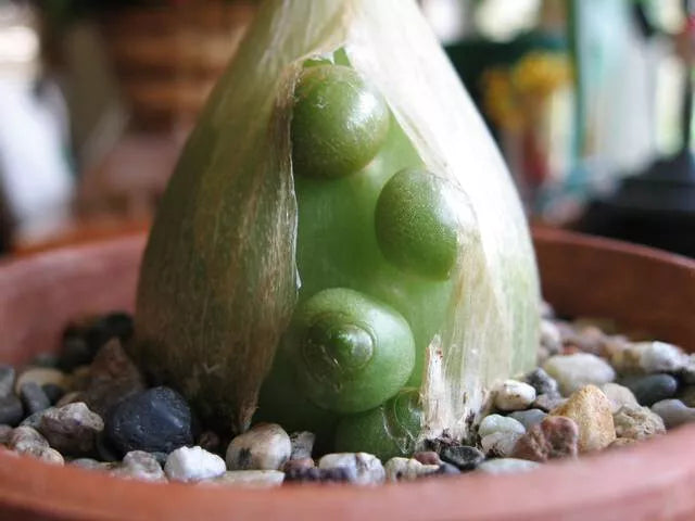 Unusual Albuca Bracteata Succulent - 4" Diameter Rare Indoor Plant - Albuca bracteata - Unique Spiral Leaves