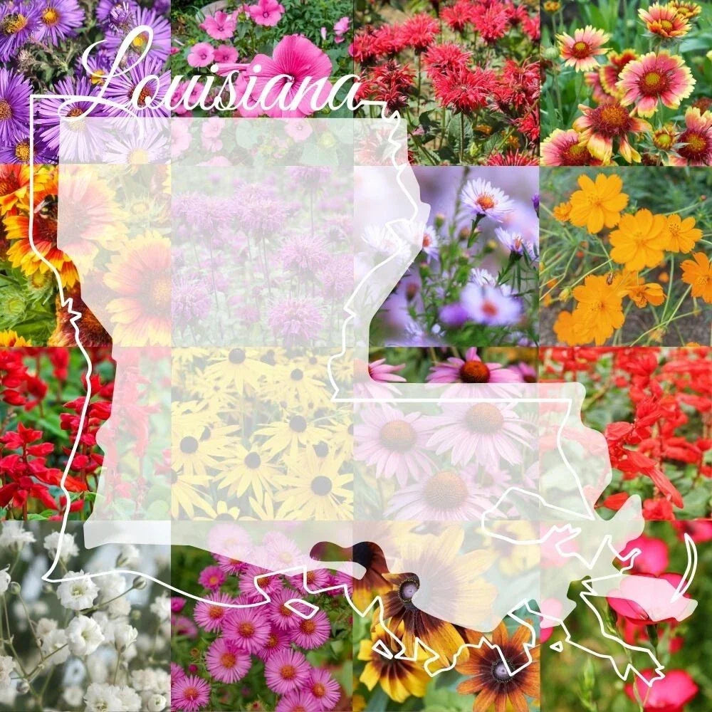 Louisiana Wildflower Seed Mix 1lb - Colorful Native Wildflowers Blend for 2,000 sq ft (Various Species) - Non-GMO