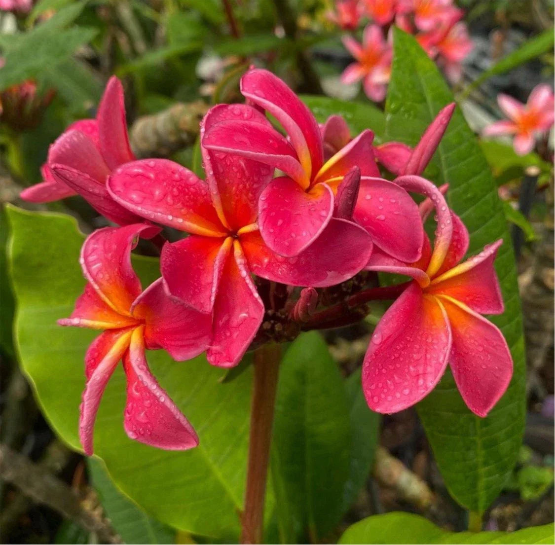 Rooted Plumeria Cutting - Fruit Punch - Plumeria rubra - 21" with 2 Long Tips - Tropical Plant for Garden or Indoor Use