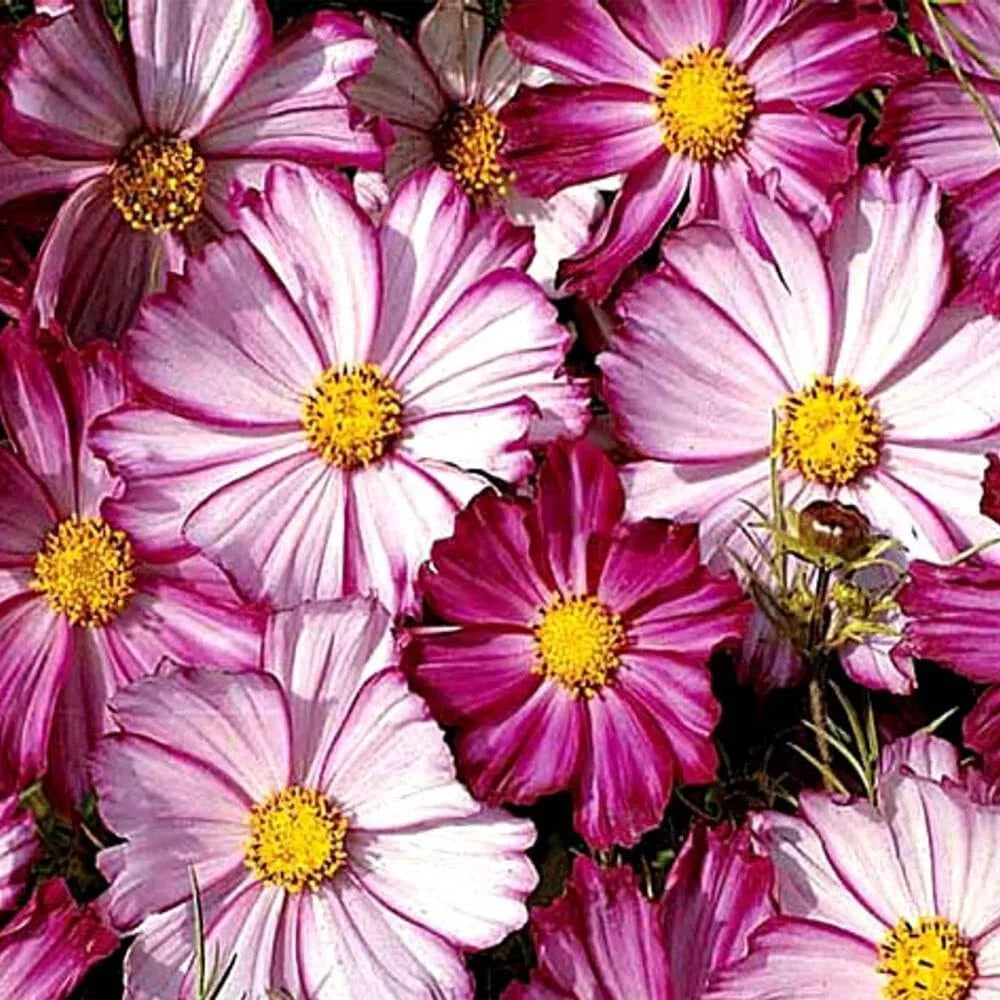Cosmos Seeds 100 Ct Picotee Flower Seeds for Butterflies, Cosmos bipinnatus, Non-GMO, Easy to Grow, Vibrant Blooms