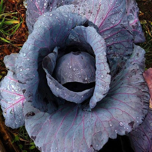 Red Acre Cabbage Seeds - Heirloom Purple Variety - Brassica oleracea - 300 to 4,000 Premium Seeds for Home Gardening
