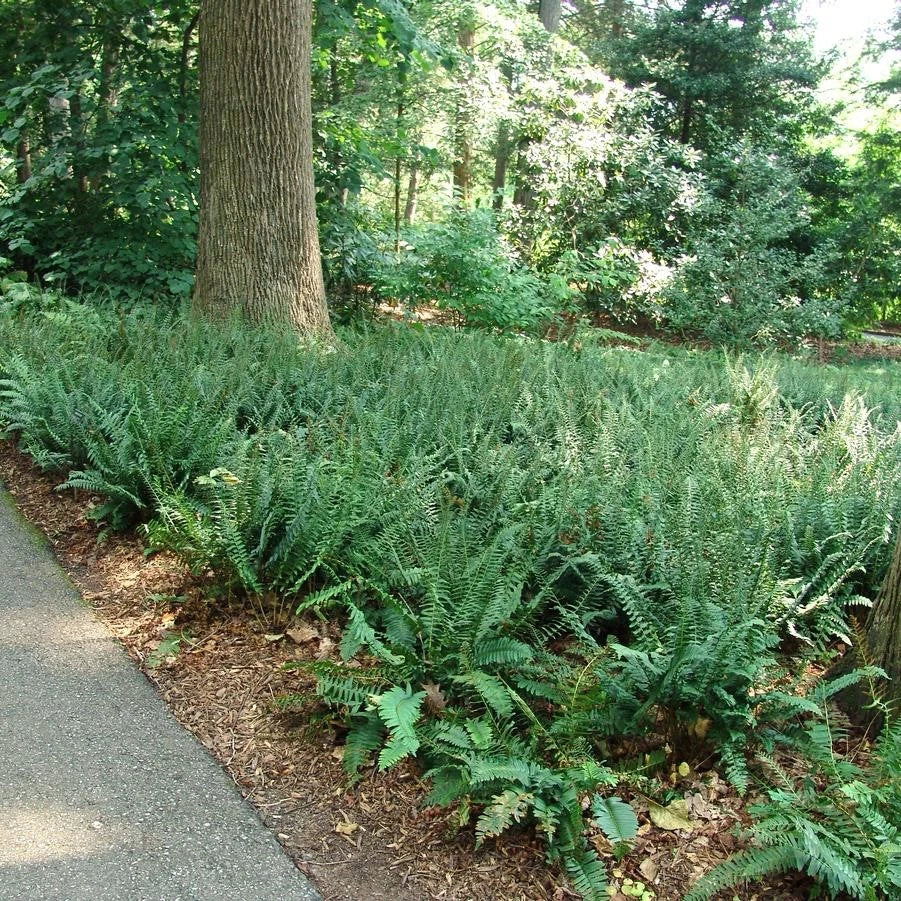 Christmas Fern Roots 3 Pack - Polystichum acrostichoides Bare Root Hardy Evergreen for Shade & Woodland Gardens