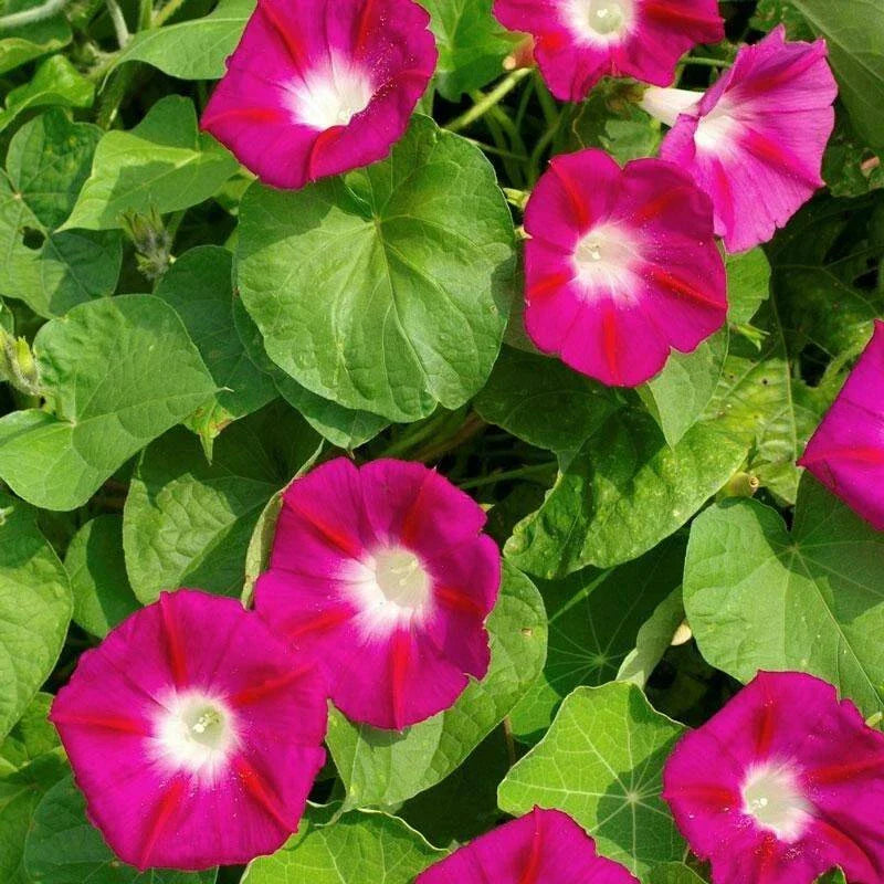 Scarlet O'Hara Morning Glory Seeds - Climbing Vine, Deep Red Blooms, Ipomoea purpurea, Garden Planting Supplies, Variety Sizes
