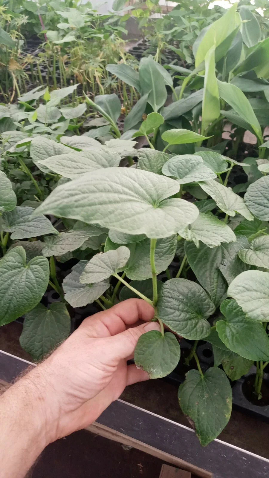 Piper Umbellatum Live Plant 3 Pack - Rare Medicinal Herb with Rootball - Unique Foliage for Collectors - Piper umbellatum