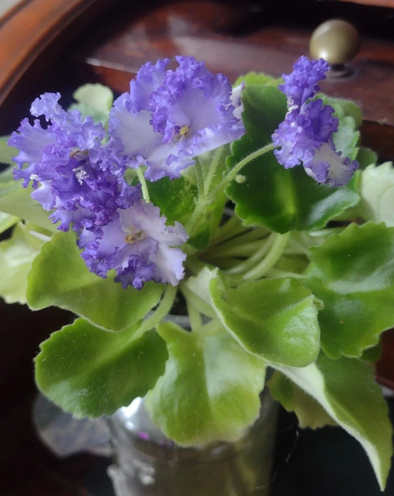 African Violet Cuttings - 2 Unrooted LE Zoryane Syajvo Leaves - Saintpaulia ionantha - Indoor Plant Propagation, Gesneriaceae