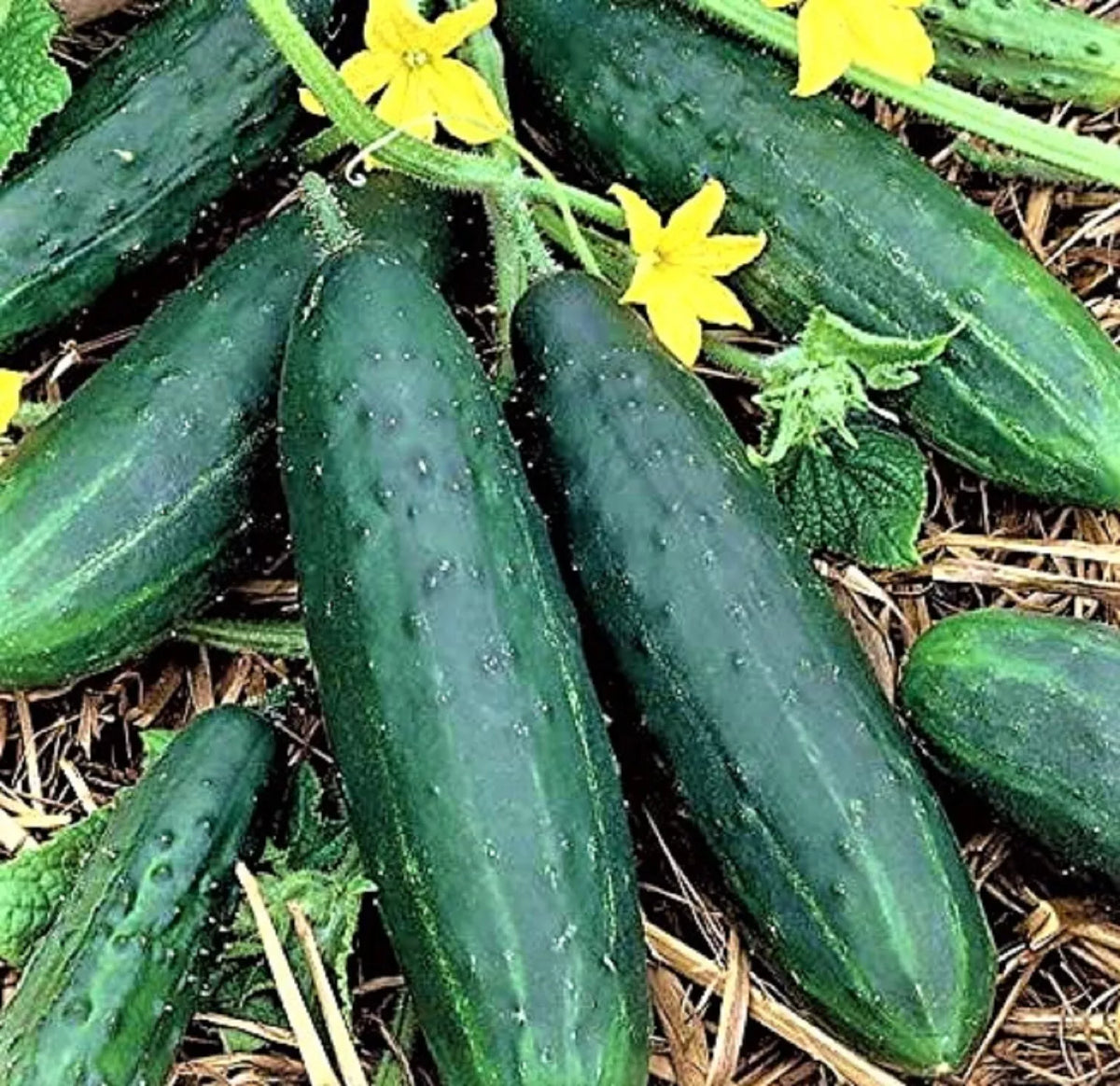 Cucumber Seeds - 60+ Non-GMO Spacemaster 80 - Compact Bush Variety - Cucumis sativus - Perfect for Container Gardening