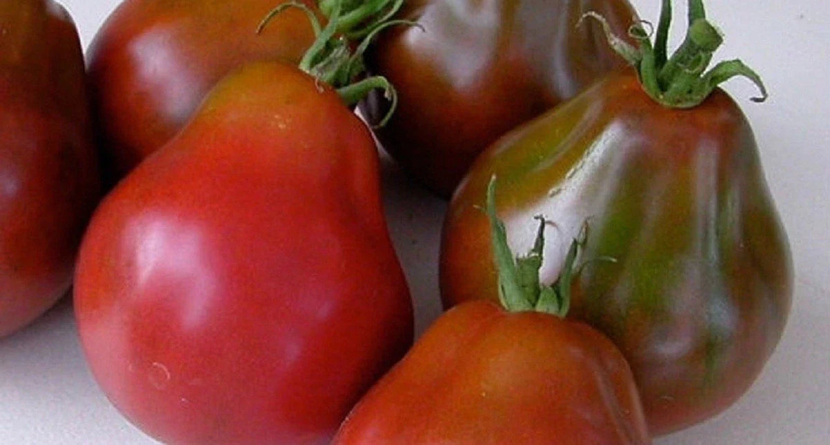 Black Truffle Tomato Seeds, NON-GMO, Japanese Black Trifele, Potato Leaf, Heirloom Variety, Solanum lycopersicum
