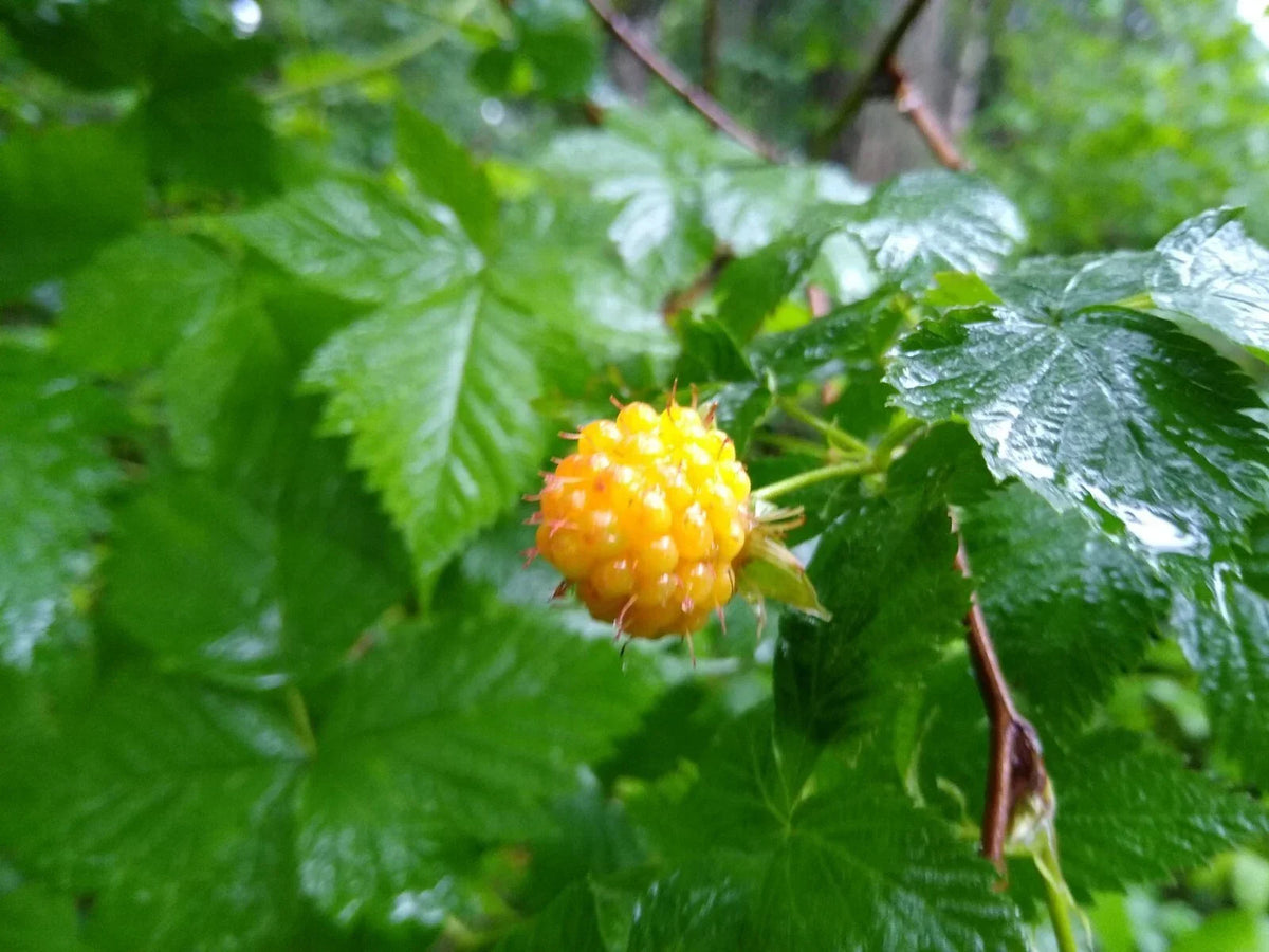 Salmonberry Root Cuttings - 5 Live Organic Rhizomes - Rubus spectabilis - Edible Berry Plant for Garden and Landscaping