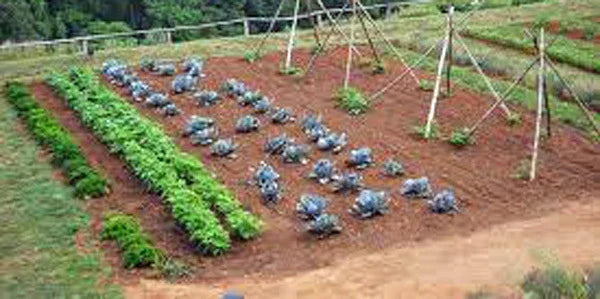 Heirloom Vegetable Seed Collection - 30 Non-GMO Varieties for Home Garden - Various Types