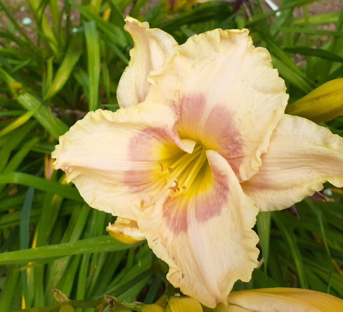 Daylily Plant Bareroot - 1 Mature Fan - Deep Pink Blooms - Hemerocallis 'When My Sweetheart Returns' - Perennial Garden Flower