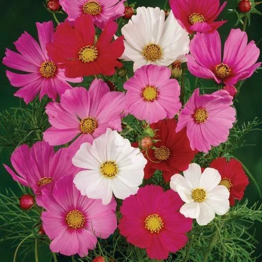 Cosmos Seeds 200 Pack - TALL SENSATION Mix, Red Pink White, Pollinator-Friendly, Non-GMO, Cosmos bipinnatus