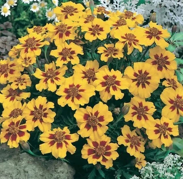 Dwarf French Marigold Seeds, Naughty Marietta, 200 Seeds, Easy to Grow, Tagetes patula, Vibrant Orange and Yellow Blooms