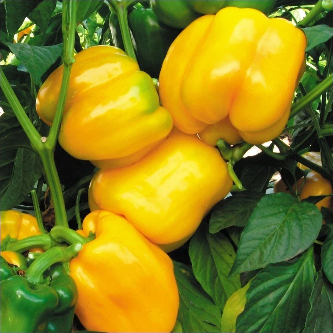 Canary Yellow Sweet Bell Pepper Seeds, NON-GMO Heirloom, Capsicum annuum, Various Sizes - Perfect for Gardening and Cooking