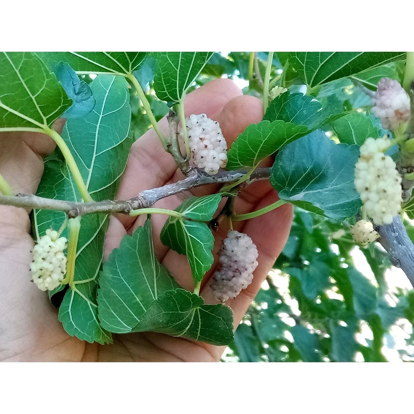 White Mulberry Cuttings (10) for Grafting, Sweet 29+ Brix, Morus alba - Premium Non-Rooted Gardening Cuttings