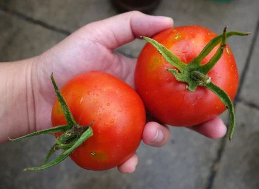 Bonny Best Tomato Seeds Bulk 100 Pack - Flavorful Non-GMO Tomato for Canning & Salads - Solanum lycopersicum