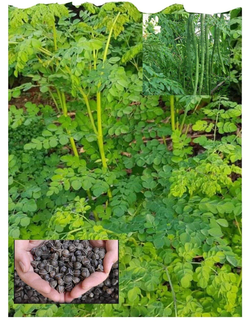 Organic Moringa Seeds - 100+ Count - Malunggay Variety - Moringa oleifera - Non-GMO, High Germination Rate - USA Seller