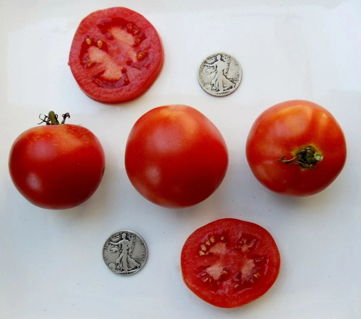 Super Sioux Tomato Seeds - 25 Pack - Heirloom Non-GMO - Solanum lycopersicum - Ideal for Home Gardens
