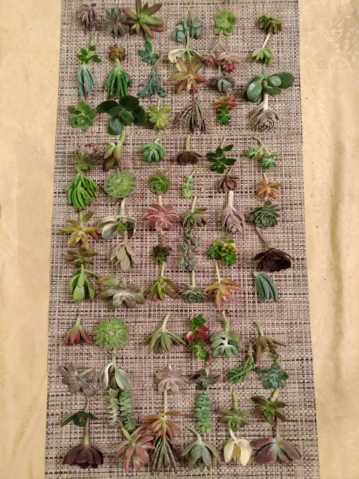 Premium Succulent Cuttings Set - 60 Total, 40 Varieties, 5 Rare Species - Echeveria, Sedum, and More