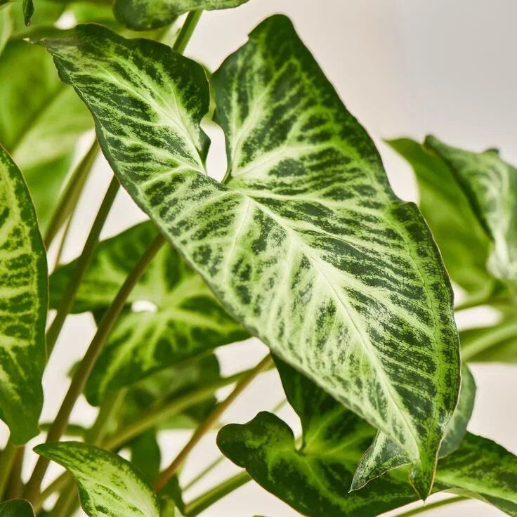 Syngonium Podophyllum Plant - White Butterfly - Variegated Arrowhead Vine - Indoor Houseplant for Home Decor