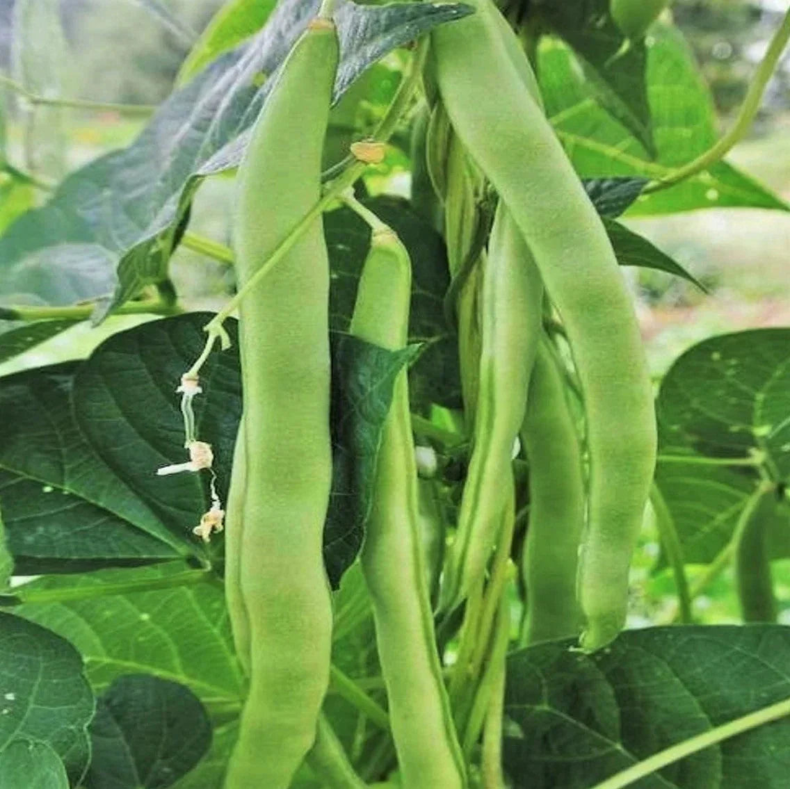 Lu Qing Romano Bean Seeds - Non-GMO Stringless Pole Variety - Phaseolus vulgaris - Ideal for 2025 Vegetable Garden