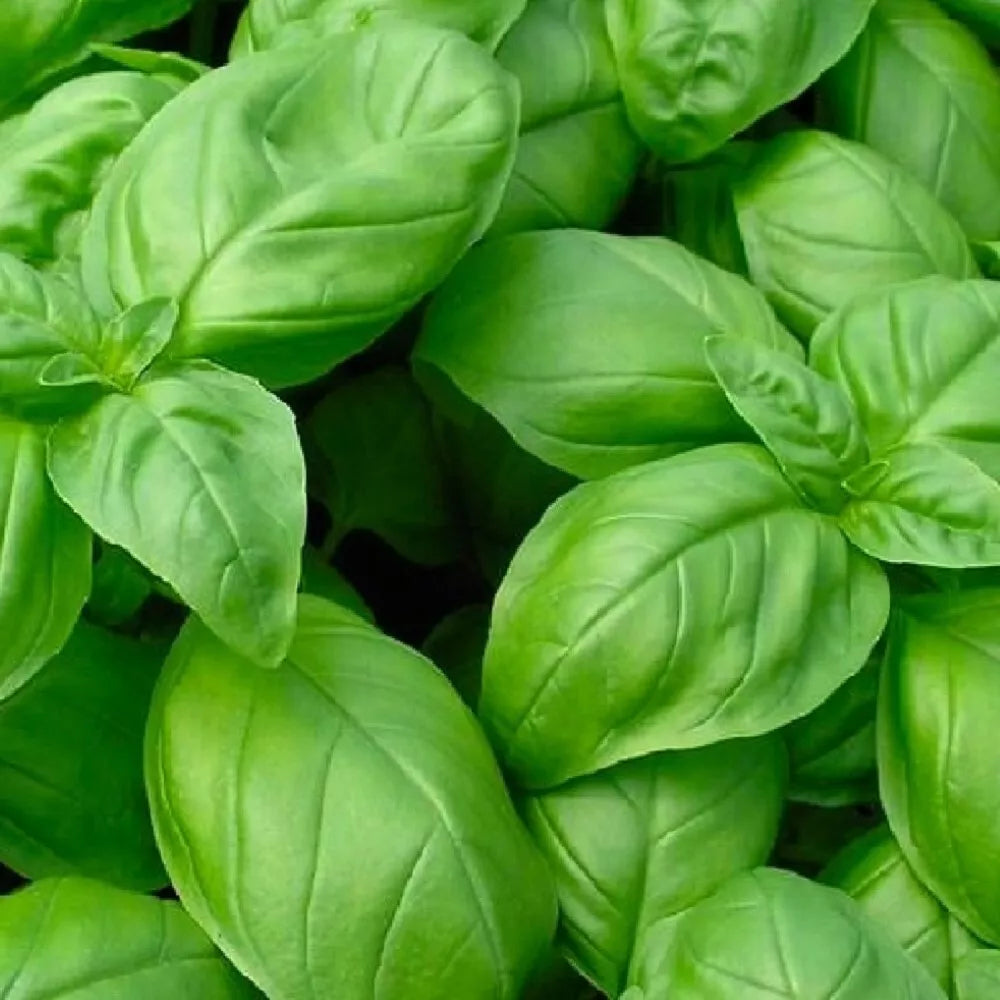 Genovese Basil Seeds | NON-GMO Heirloom Culinary Herb | Ocimum basilicum | Fresh Aromatic Flavor for Garden and Cooking