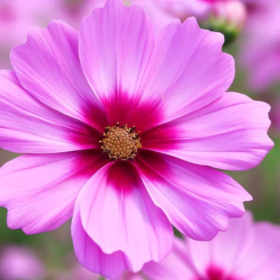 Cosmos Seeds 100-2,000 Count Non-GMO Gloria Variety, Cosmos bipinnatus - Vibrant Pink, Purple, White Blooms for Garden