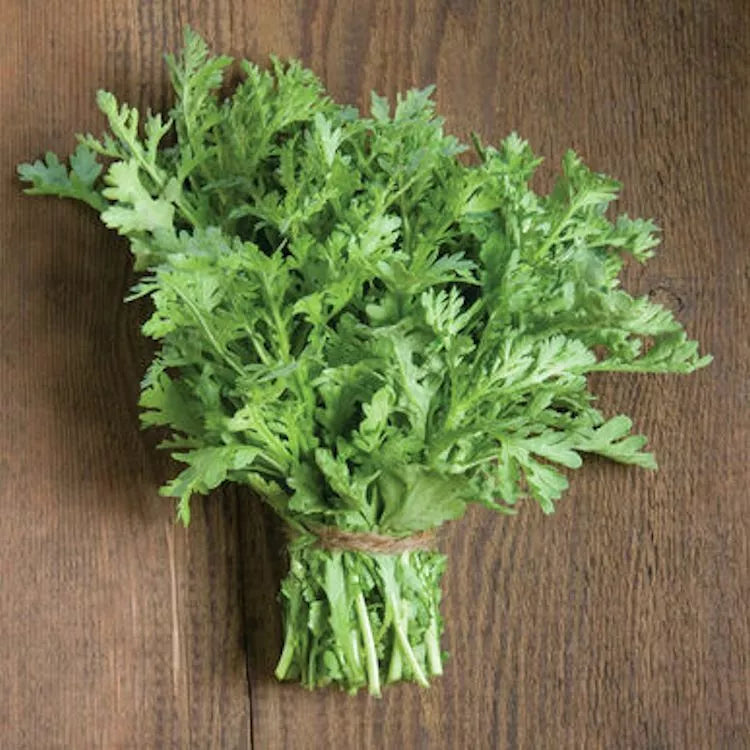 500 Shungiku Seeds - Edible Chrysanthemum Asian Greens - Choy Suy-Tongho - Chrysanthemum coronarium - Culinary Garden Seeds