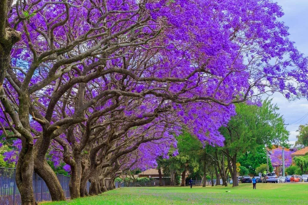 Blue Jacaranda Tree Seeds - 100 Count - Stunning Flowering - Jacaranda mimosifolia - Easy to Grow, Ships from USA