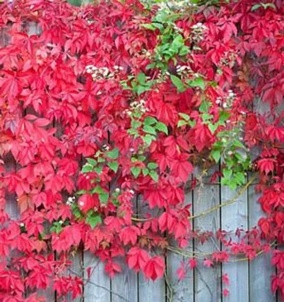Virginia Creeper Cuttings - 3 Pack Live Rooted Perennial Vines - Parthenocissus quinquefolia Ground Cover for Gardens