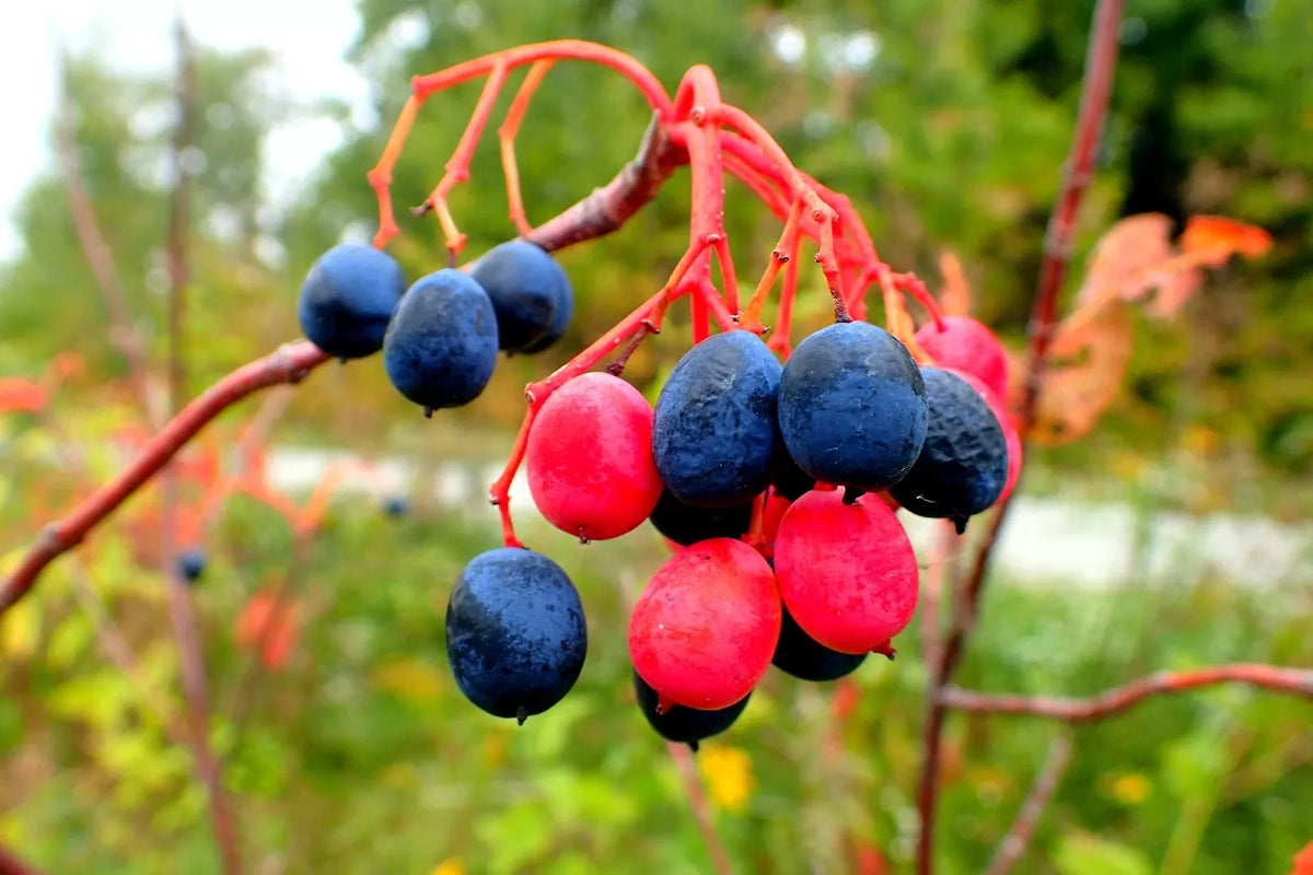 Nannyberry Seeds for Planting - 30 Count - Viburnum lentago - Native Fruit Tree Seeds - Wildlife Friendly Garden Plant