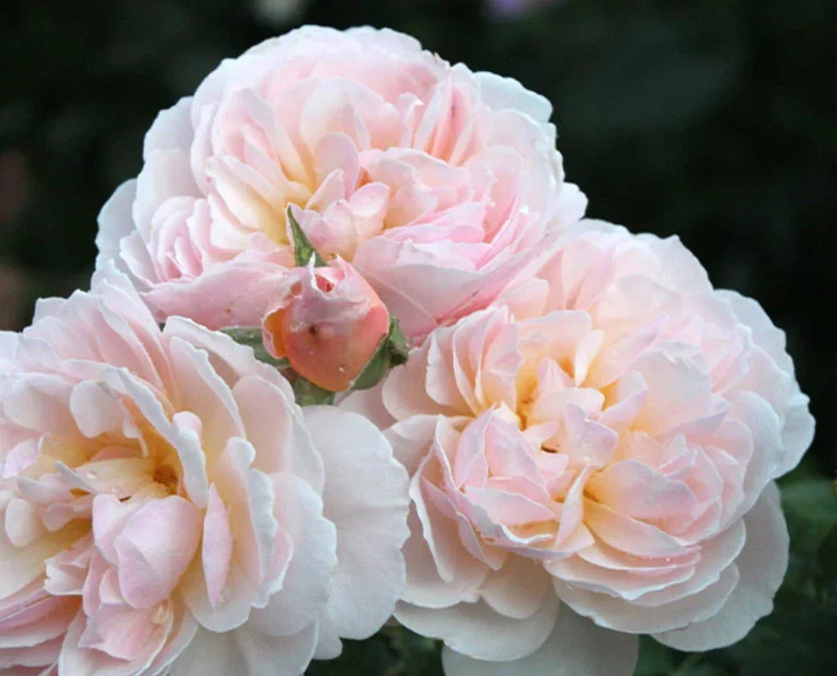 Moonlight in Paris Rose Live Plant 4" Pot, Fragrant Hybrid Tea Rose, Rosa 'Moonlight in Paris' - White & Pink Blooms