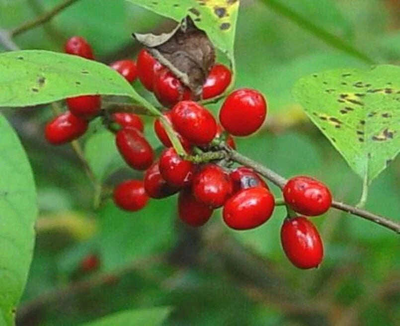 Spicebush Seeds for Planting - Lindera Benzoin - Native Perennial - Fragrant Yellow Flowers - Made in USA - Ships from Iowa