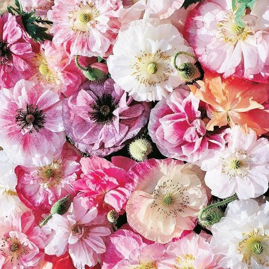 Poppy Seeds - 300 Count - ANGEL’S CHOIR WHITE Mix - Non-GMO - Papaver somniferum - Fall Planting Spring Flowers